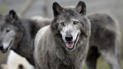 Волки из Чернобыля угрожают Европе