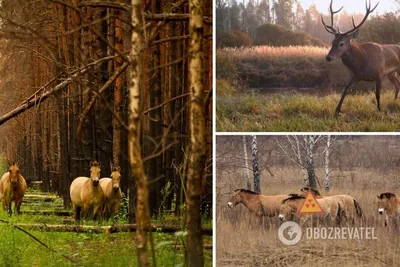 Есть ли в Чернобыле \"мутанты\": ученый рассказал о природных особенностях  зоны отчуждения | Общество | OBOZREVATEL