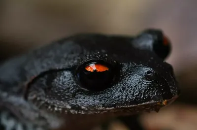 В Чернобыле появились уникальные чёрные лягушки-мутанты