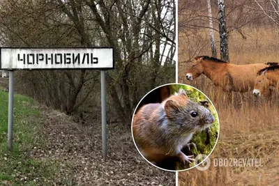 Чернобыльские животные помогают ученым понять, что произошло бы с человеком  в этих условиях | Общество | OBOZREVATEL