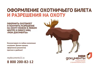 В России предложили ужесточить порядок получения охотничьего билета |  sporting.moscow