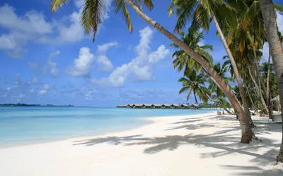 Обои Мальдивы, пляж, тропическая зона, Пальма, Карибский бассейн - картинка  на рабочий стол и фото бесплатно