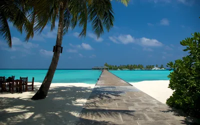 Картинка лето, мальдивы, пальмы, пляж, песок, океан 2560x1600 скачать обои  на рабочий стол бесплатно, фото 4795