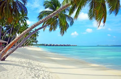 Обои борабора, пляж, Мальдивы, Остров, море - картинка на рабочий стол и  фото бесплатно
