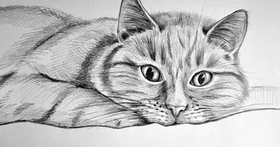 Нарисованный кот - векторные изображения, Нарисованный кот картинки |  Depositphotos