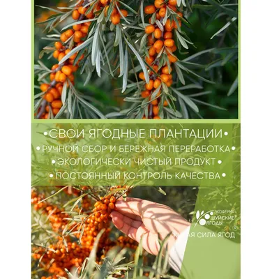 Гидролат натуральный Облепиха (ягоды) – купить онлайн на Ярмарке Мастеров –  P60GYRU | Тоники, Москва