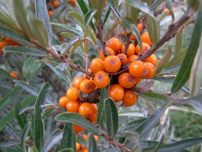 Облепиха крушиновидная - Hippophae rhamnoides