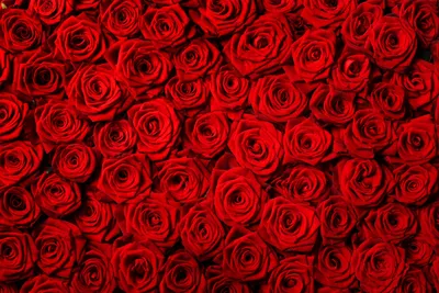 Обои розы красные фото