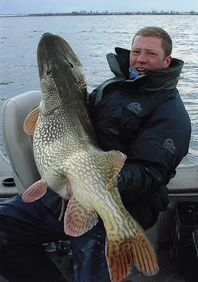 Самая большая щука - фото - фотографии самой большой и крупной щуки | Fish,  Big fish, Catching fish