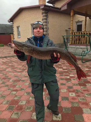 Огромная щука ⋆ Охота - рыбалка - база Черкасово на Рыбинском водохранилище