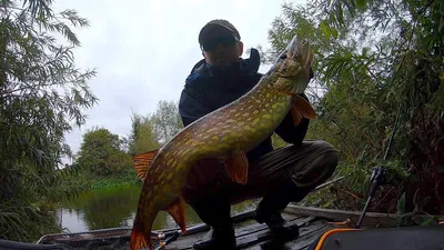 Рыбалка в Англии осенью, щука, fishing in UK