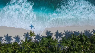 Картинка океан. Пальмы, океан, вид сверху. | Beautiful beaches, Aerial  view, Wallpaper