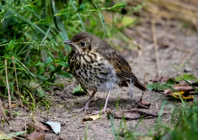 Молодой певчий дрозд. Turdus philomelos. | BirdWatch.by