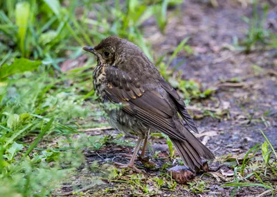 Молодой певчий дрозд. Turdus philomelos. | BirdWatch.by