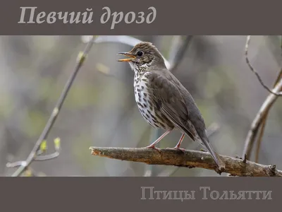 Птицы Тольятти. Певчий дрозд