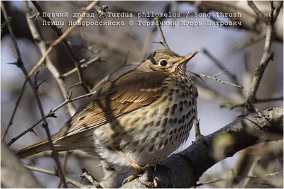 ФотоБлог Торгачкин Игорь Петрович © Igor Torgachkin: Певчий дрозд / Turdus  philomelos / Song Thrush