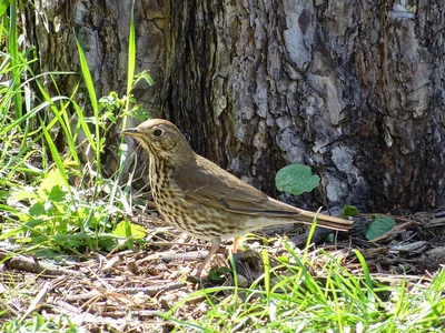 Певчий дрозд (Turdus philomelos)