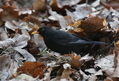 Сюрприз от чёрного дрозда | BirdWatch.by