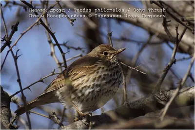 ФотоБлог Торгачкин Игорь Петрович © Igor Torgachkin: Певчий дрозд / Turdus  philomelos / Song Thrush