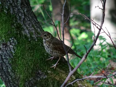 Певчий дрозд (Turdus philomelos)