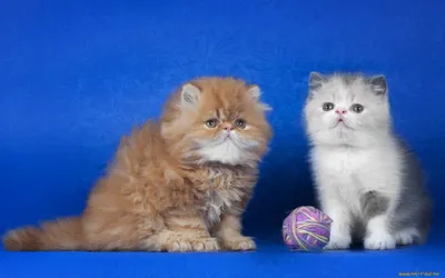 Продажа персидских и экзотических котят | ВКонтакте