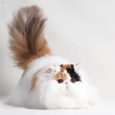 Персидская кошка рыжая | Смотреть 59 фото бесплатно