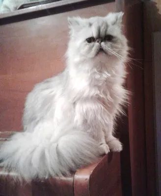 Белый персидский котенок. Реалистичная кошка. Игрушка на скелете – купить  онлайн на Ярмарке Мастеров – SDM2WRU | Мягкие игрушки, Колпино