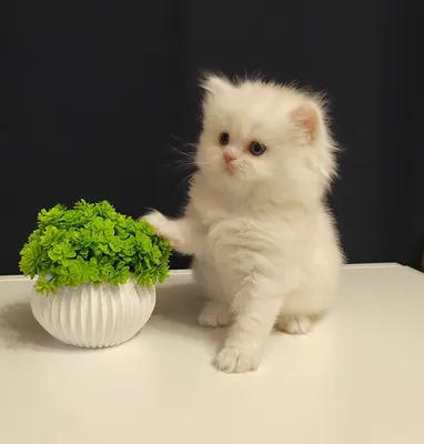 Персидские котята от рождения до 2 месяцев | Persian kittens from birth to  2 months | #котята - YouTube