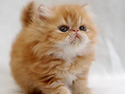 Сухой корм для котят Royal Canin Kitten Persian для персидских котят от 4  до 12 месяцев 2 шт. х 400 г — купить в интернет-магазине по низкой цене на  Яндекс Маркете