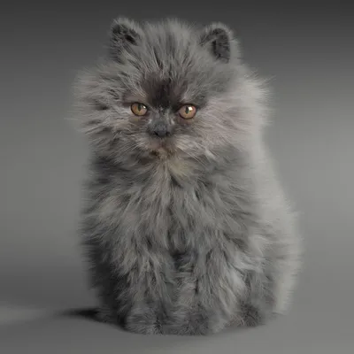 Персидский котенок экстремального типа фото обои, кошки фото обои, фото  котят, фотообои кошек, фотографии кошек котята, домашние животные