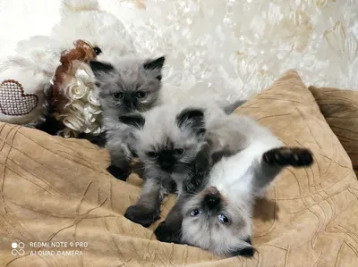 Персидские котята - 61 фото