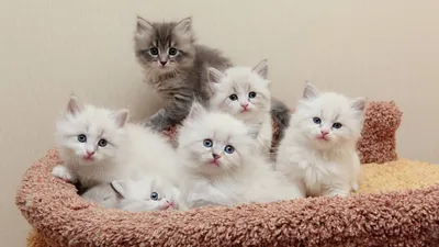 Персидские котята — продажа кошки в Хотьково за 15000 ₽ на ZooYa.ru