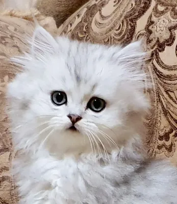 персидские котята - Aşgabat | TMCARS