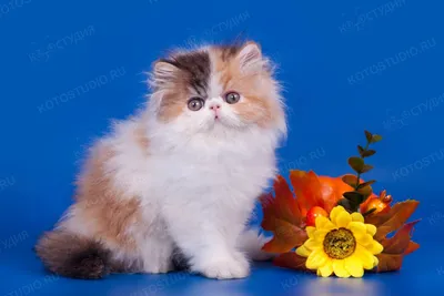 Персидские котята - Породы кошек с фотографиями - Котостудия