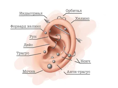 Виды проколов уха студия Vpircinge СПб