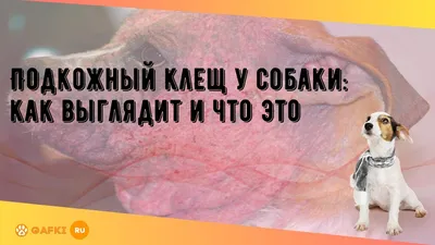 Подкожный клещ у собак, симптомы и лечение клеща вод кожей