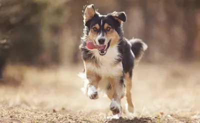 Болезни собак и их симптомы 🐶 – лечение и профилактика – ProPlan.ru