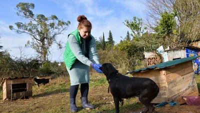 Лишай у собак 🐶 – виды, симптомы и признаки заражения питомца