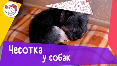 Блефарит у кошек и собак | Ветеринарная клиника доктора Шубина