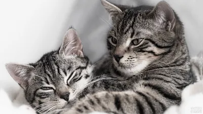 Фото кошек | Кошки и котята, Полосатые кошки, Кошки