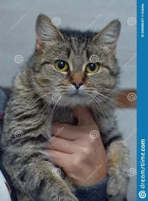 Любящий полосатых британский кот в руках Стоковое Изображение - изображение  насчитывающей ласкать, изолировано: 206686457