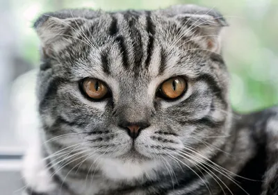 Жирный полосатый кот - 40 фото