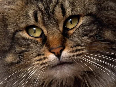 Породы кошек полосатых окрасов - картинки и фото koshka.top