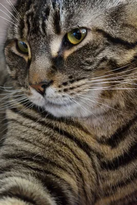 Взрослый коричневый полосатый кот · Бесплатные стоковые фото
