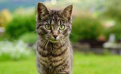 Породы полосатых кошек: фотографии, названия и описание пород кошек в  полоску | ЗооБлог