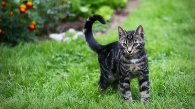 Черный полосатый кот - 41 фото