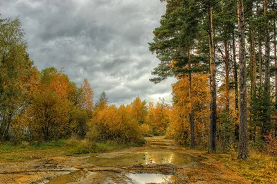 Картинки осенние Природа Леса дерева сезон года