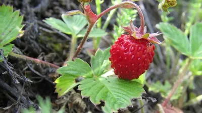 Berries in Yakutia. Ягодное богатство Якутии. Живая природа. GoldenAldan.Ru  - YouTube