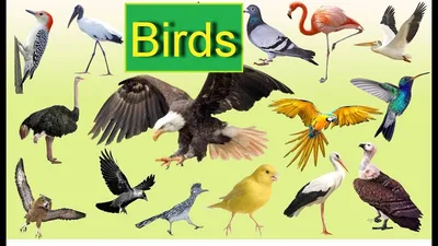 Birds in English. Learn birds.Названия птиц на английском языке. - YouTube