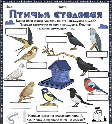 Птичья столовая - Worksheets.ru - Окружающий мир